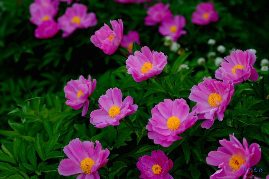芍药花