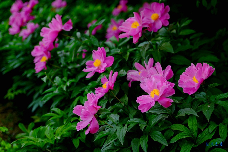 芍药花