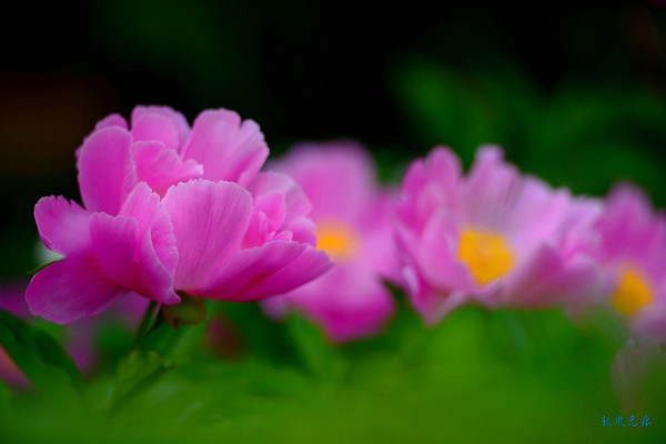 芍药花