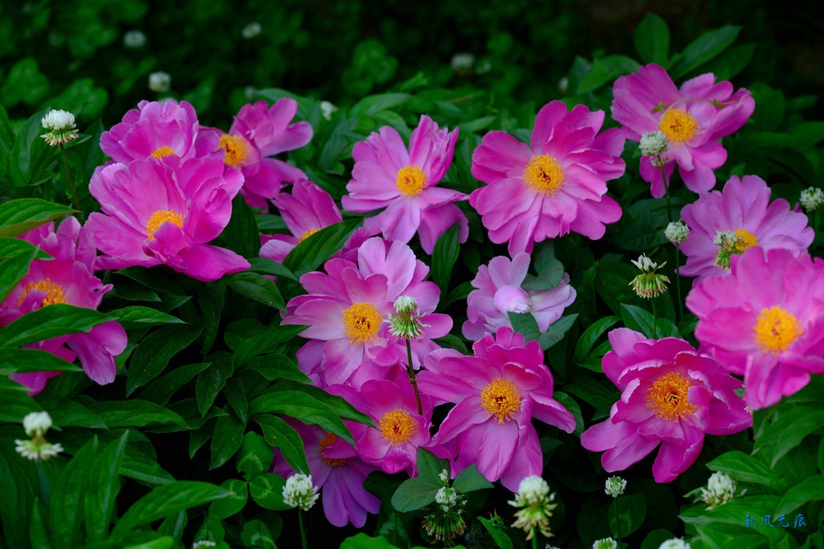 芍药花