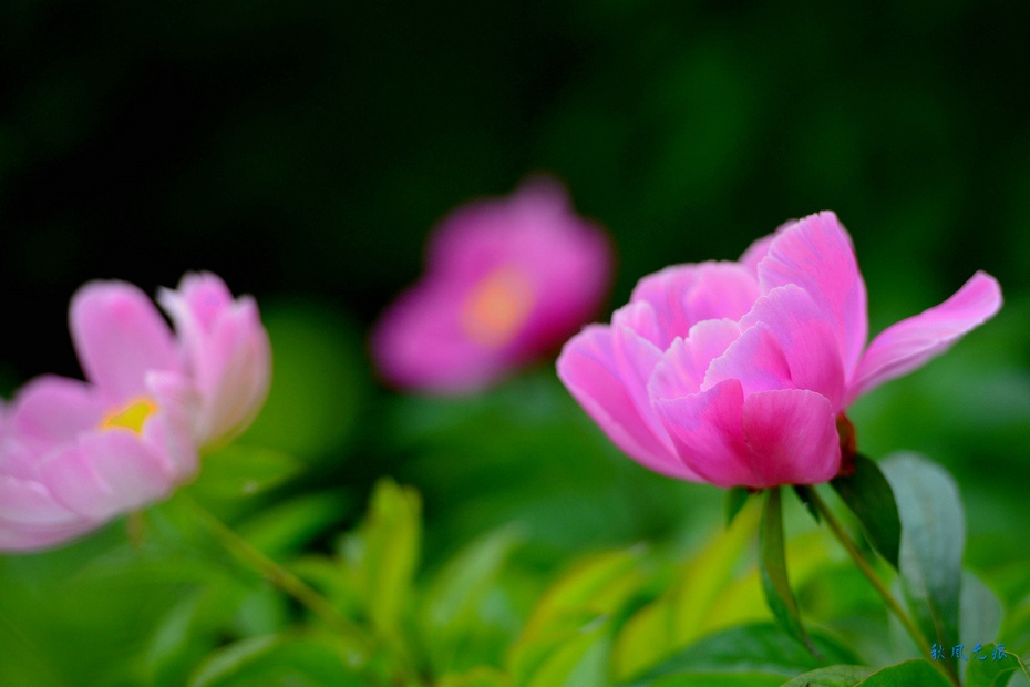 芍药花
