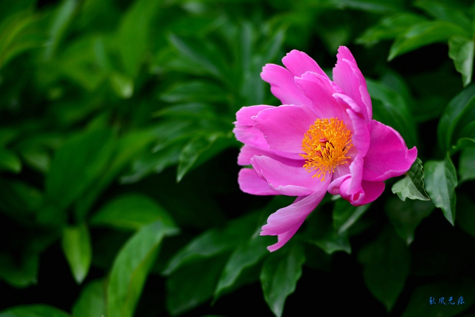 芍药花